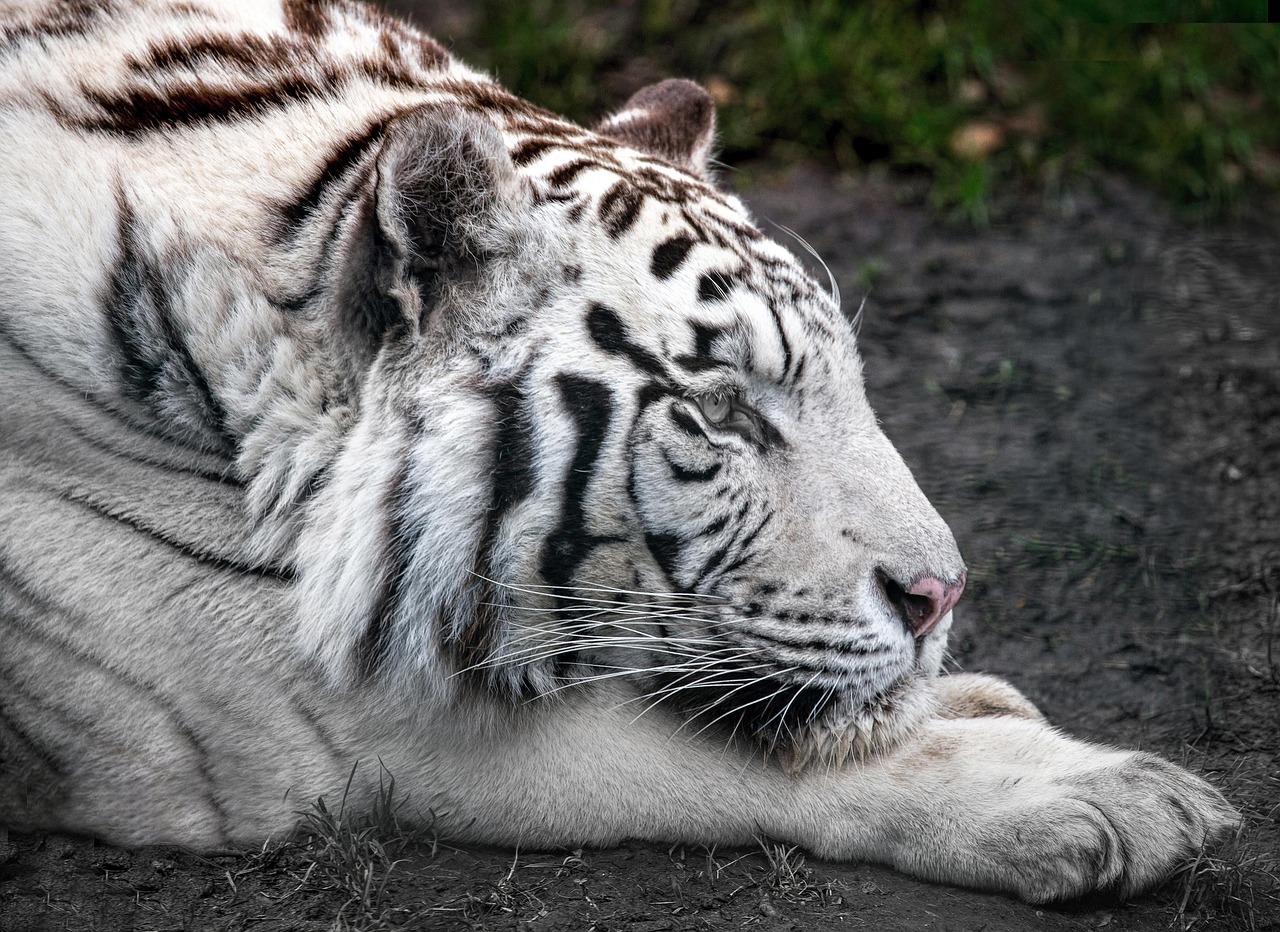 Tiger performance