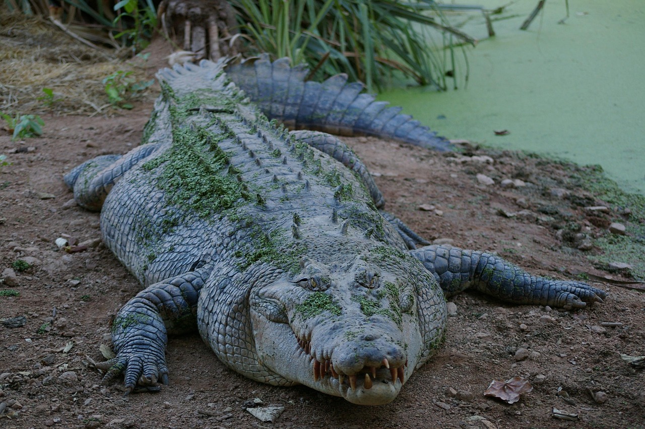 Crocodile Hunter