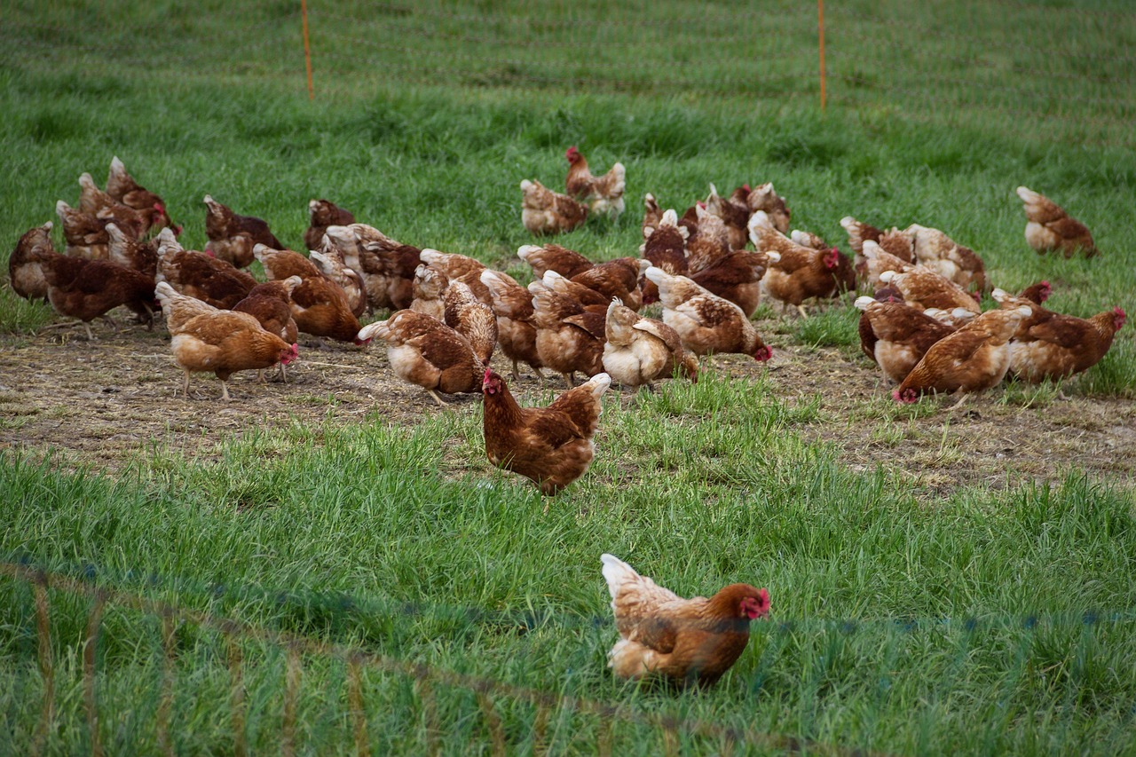 Animal welfare